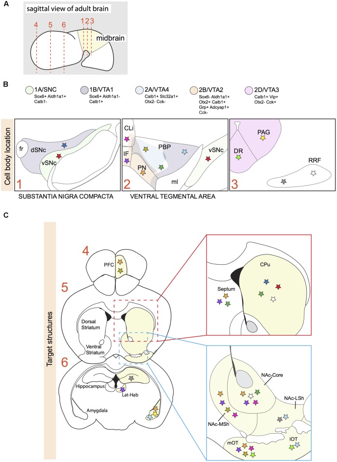 FIGURE 1