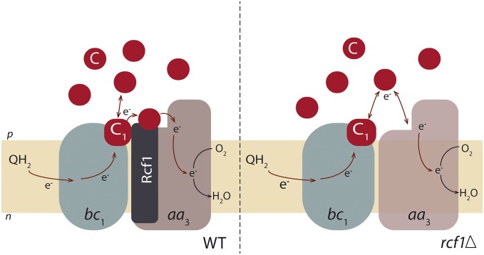 Fig. 8.