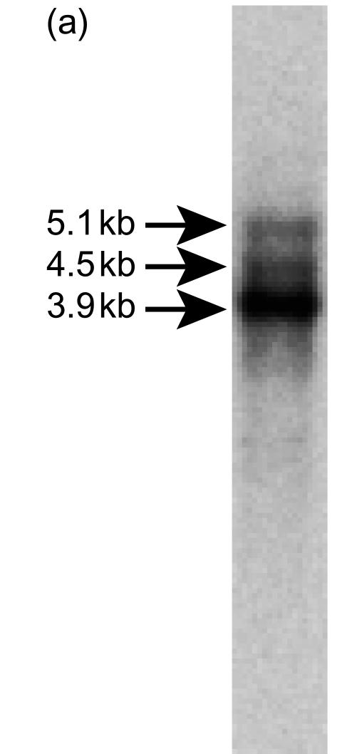 Figure 1 (a)