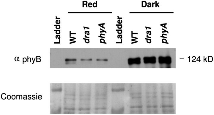 Fig. 9.