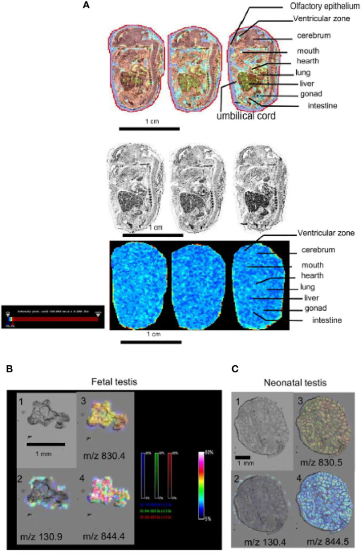 Figure 2