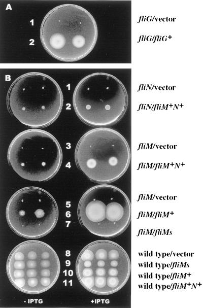 FIG. 6