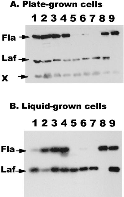 FIG. 7