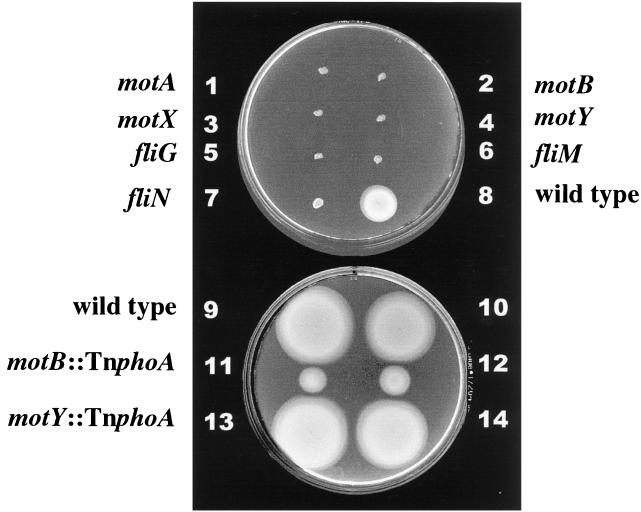 FIG. 5