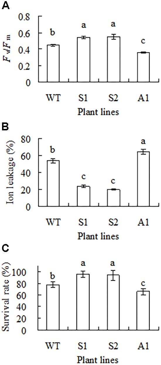 FIGURE 5