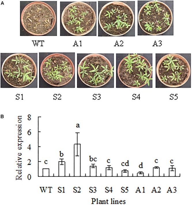 FIGURE 3