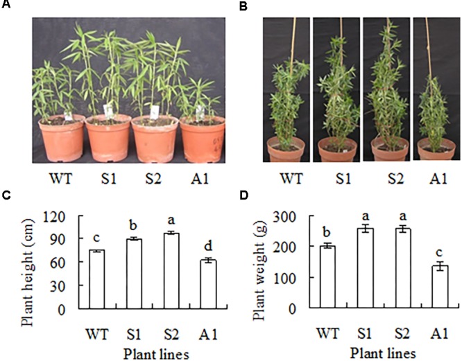 FIGURE 4