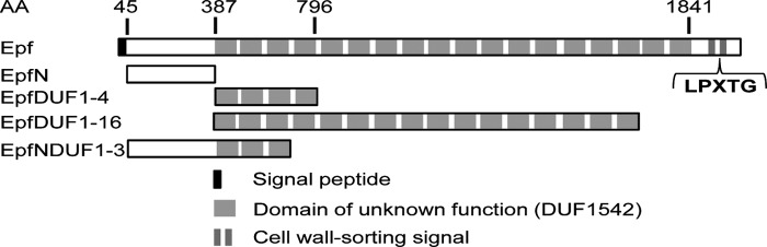 FIGURE 1.