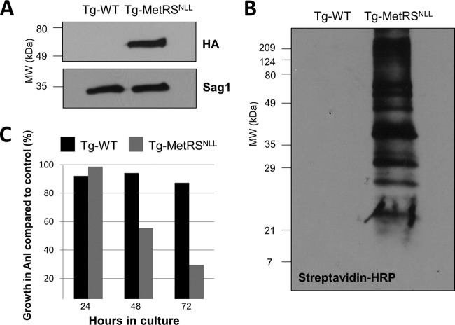 FIG 2 