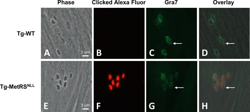 FIG 6 