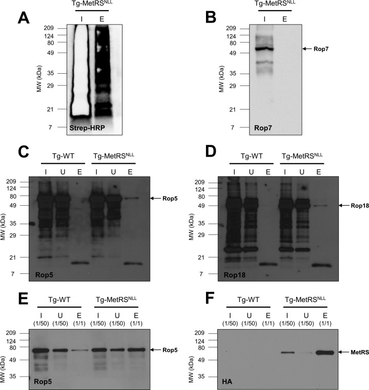 FIG 7 