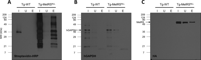 FIG 5 