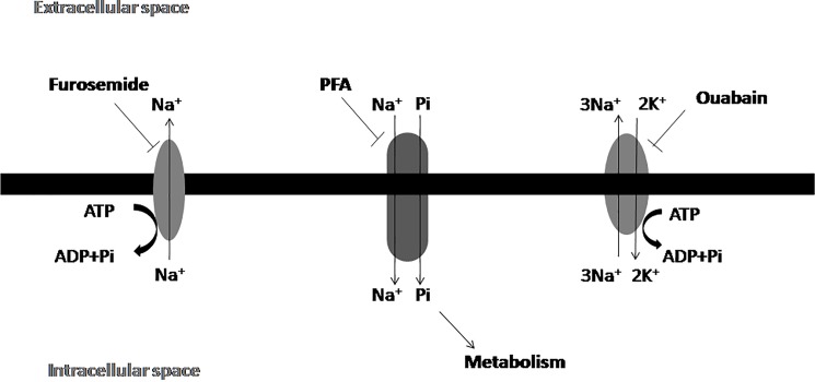 Fig 7