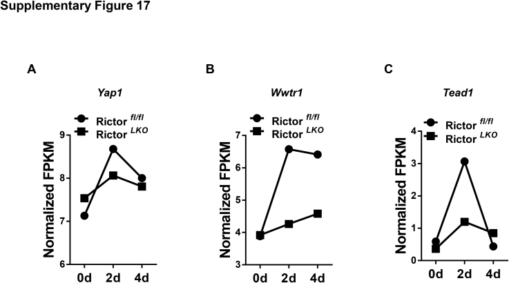 Supplemental Figure S17