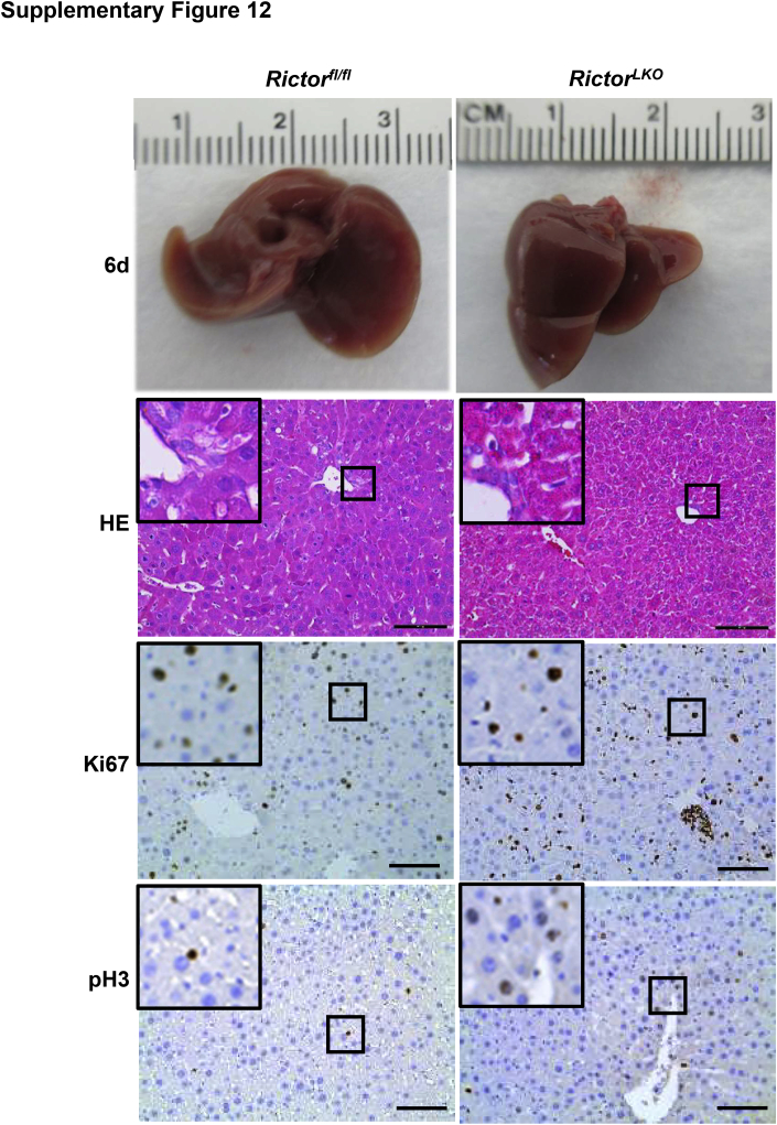 Supplemental Figure S12