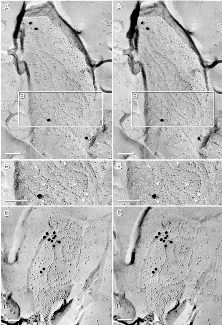 Fig. 13