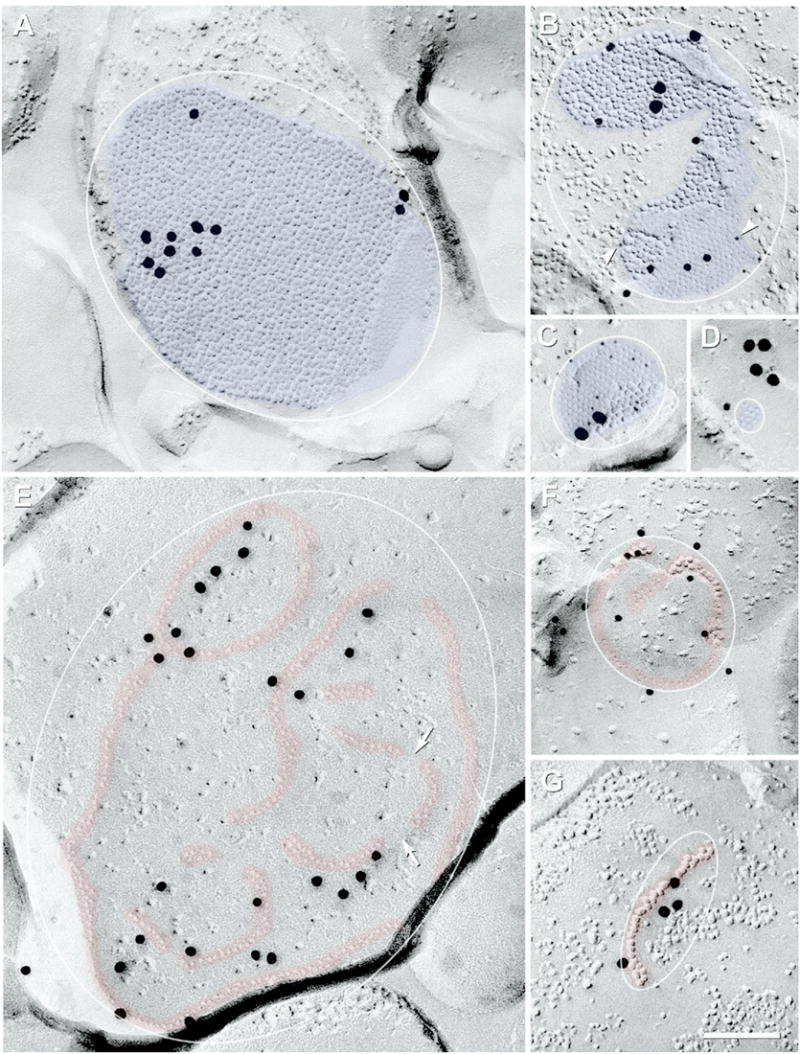 Fig. 10