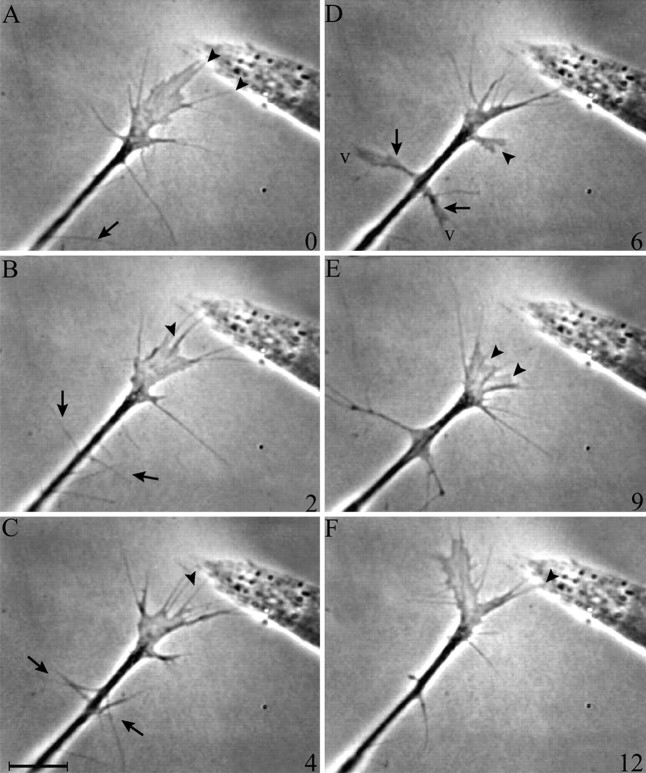 Fig. 2.