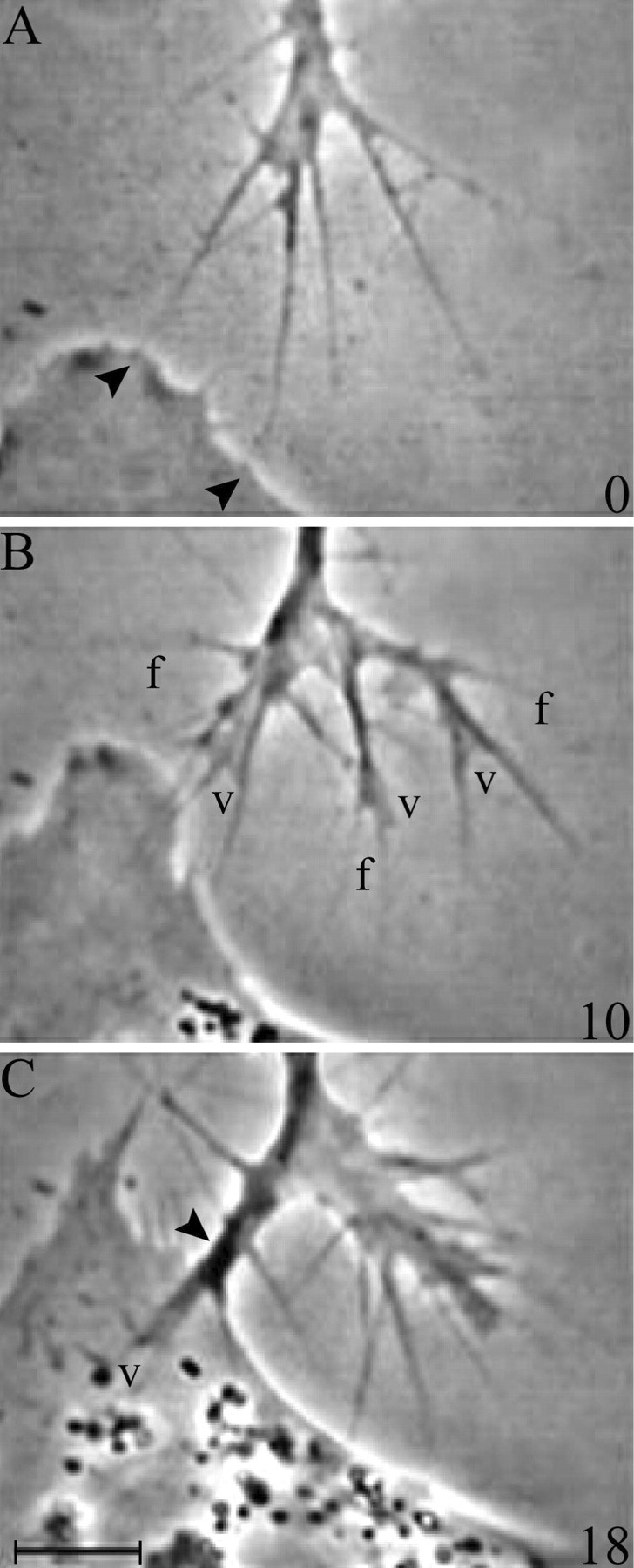 Fig. 5.