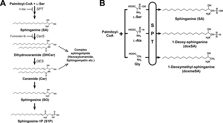 FIGURE 1.