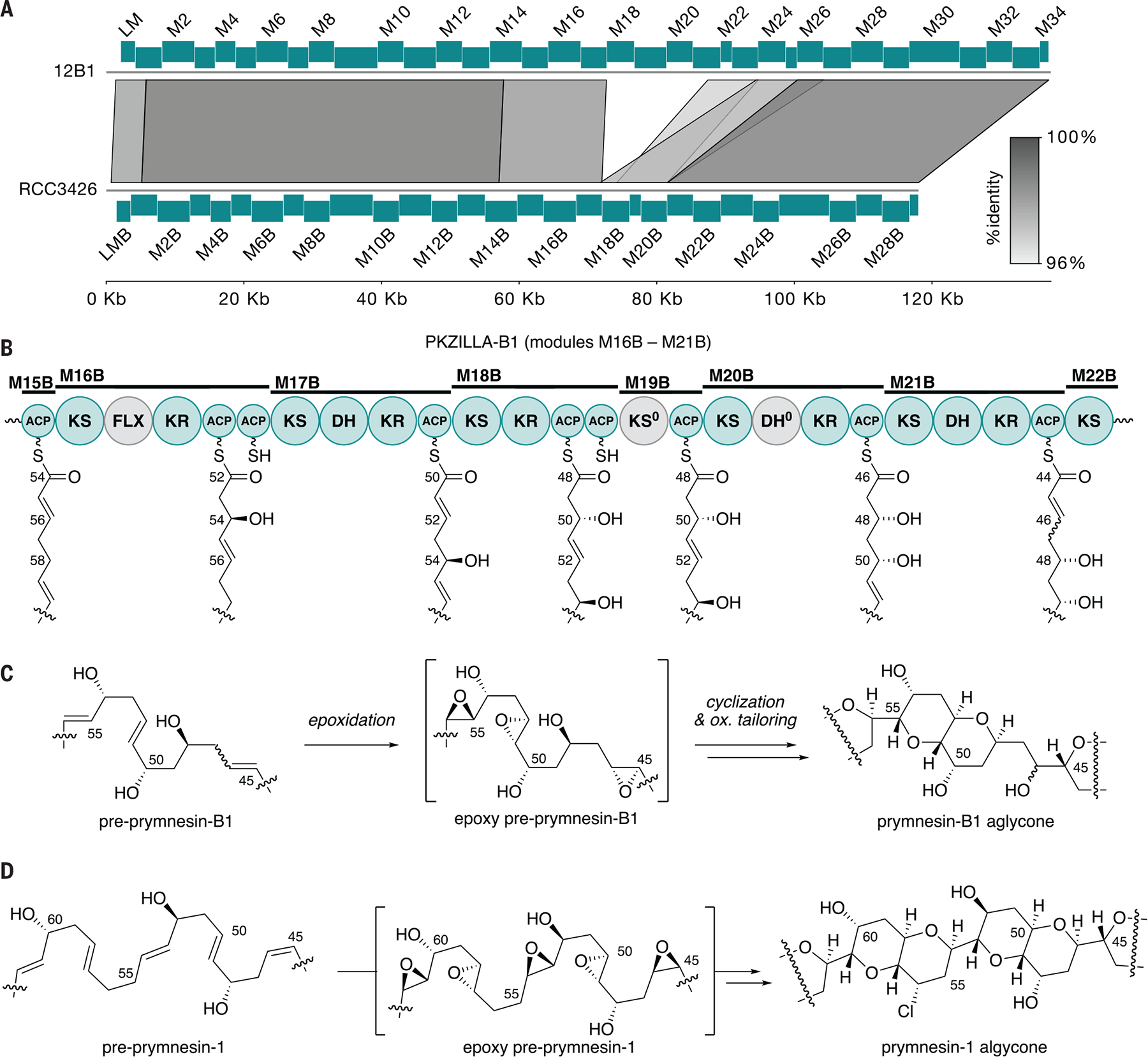 Giant polyketide synthase enzymes in the biosynthesis of giant marine ...