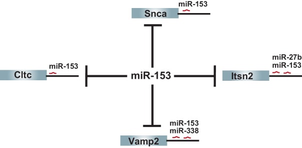 Figure 1—figure supplement 2.