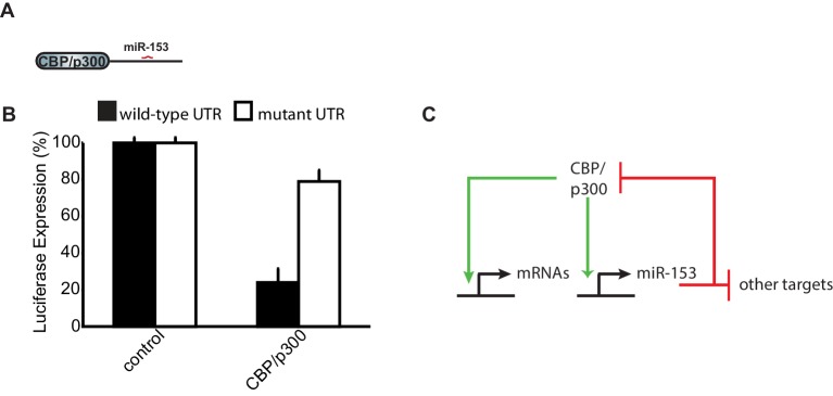 Figure 7—figure supplement 1.