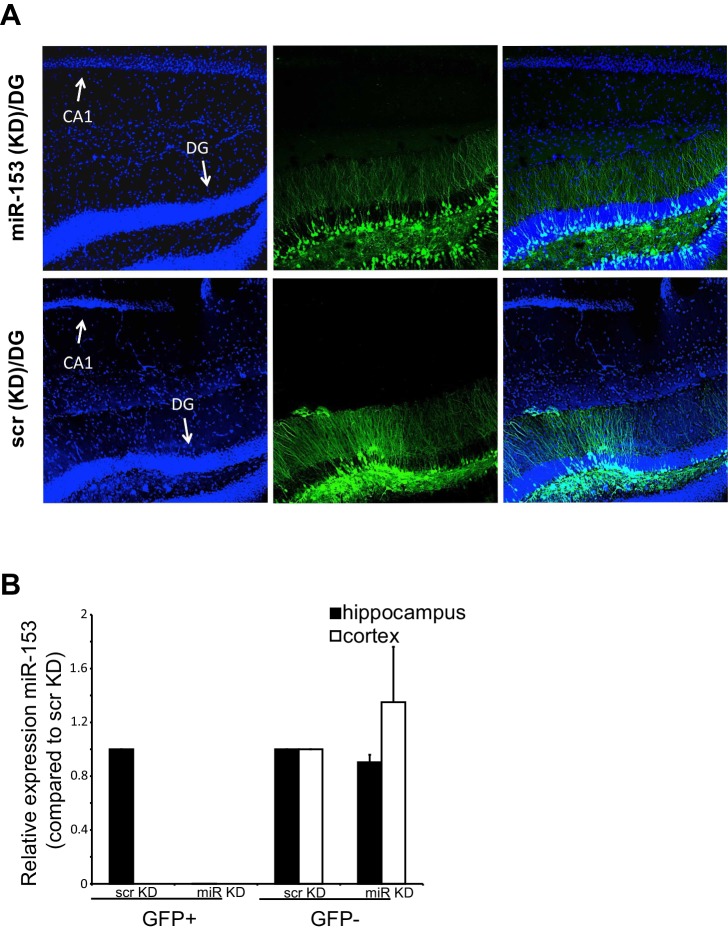 Figure 5—figure supplement 1.