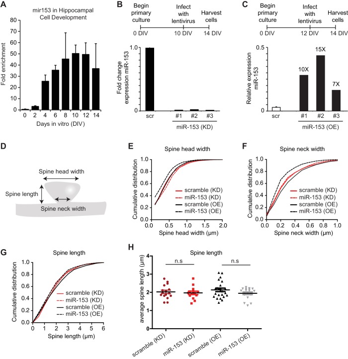 Figure 6—figure supplement 1.