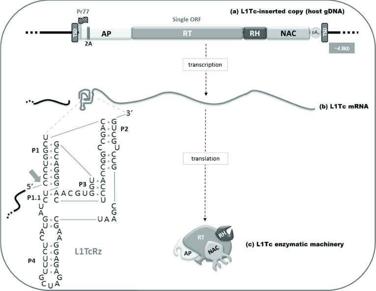 Fig. (2)