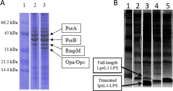 FIG 1