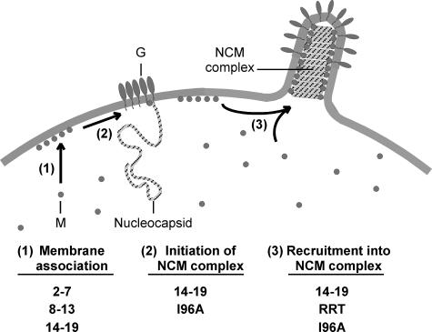 FIGURE 7.