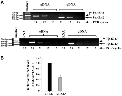 Figure 5.