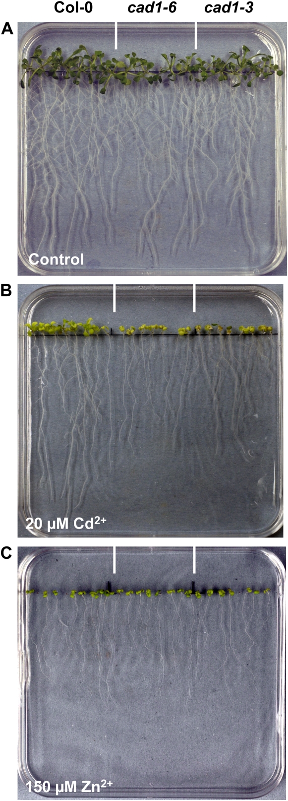 Figure 5.