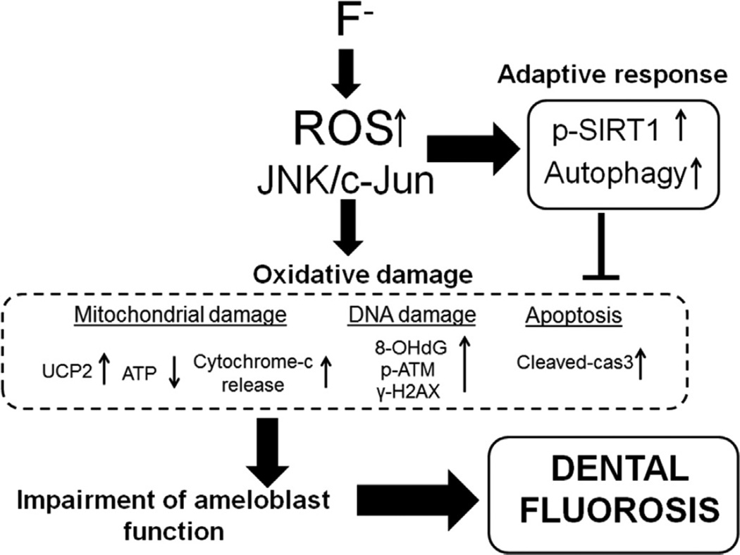 Fluoride induces oxidative damage and SIRT1/autophagy through ROS ...