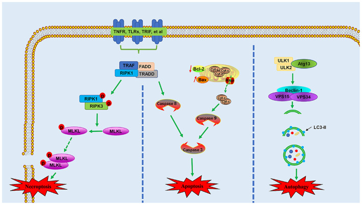 FIGURE 2