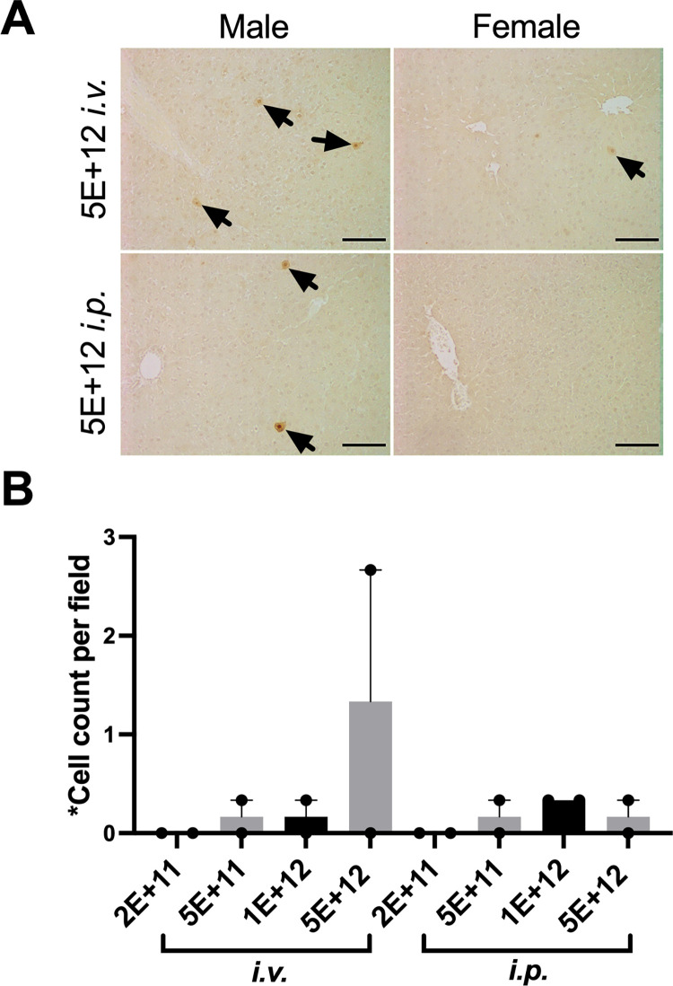 Fig 5