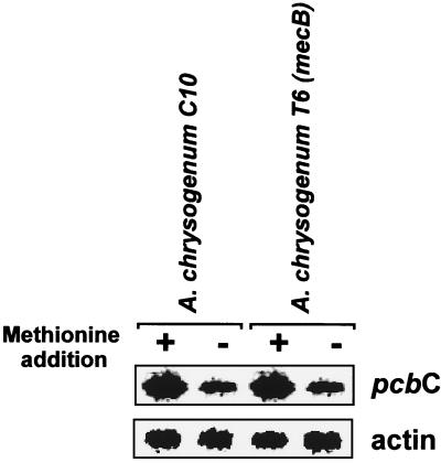 FIG. 7