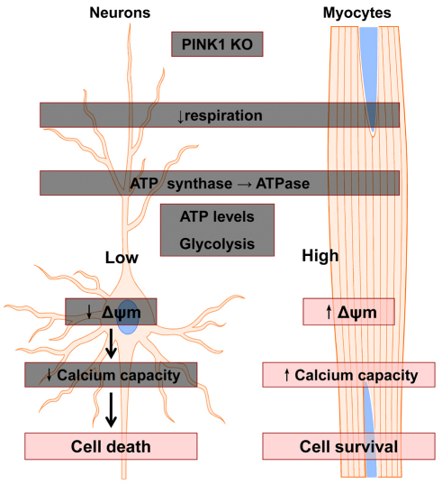 Fig. 6.