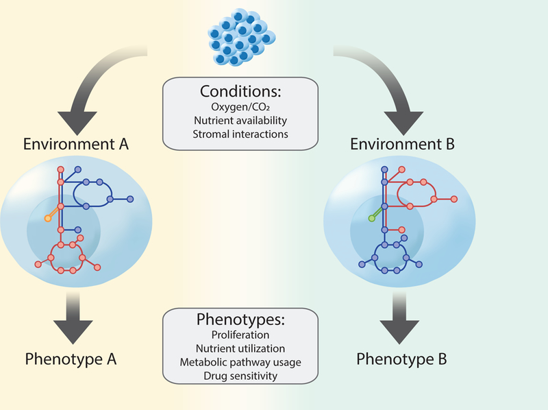 Nutrients and metabolic interactions in the cancer cell microenvironment affect cancer cell phenotypes.