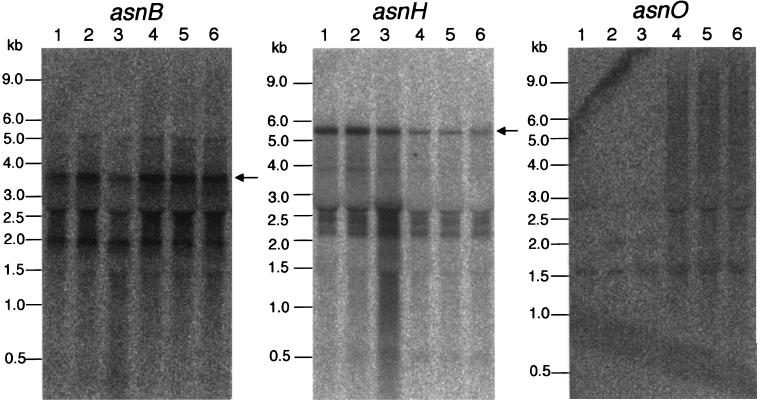 FIG. 6