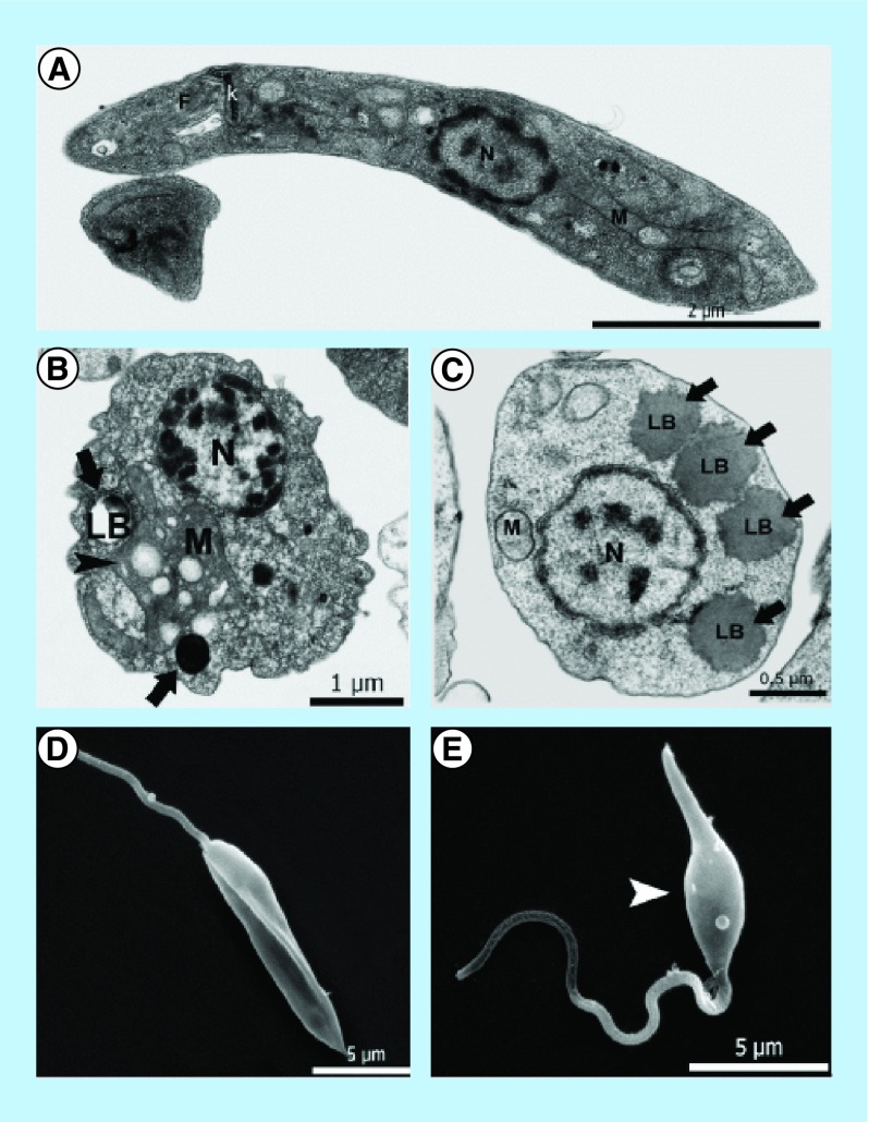 Figure 5. 