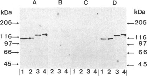 graphic file with name pnas00327-0235-a.jpg