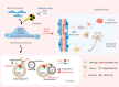 Graphical Abstract