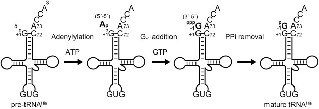 FIGURE 1.