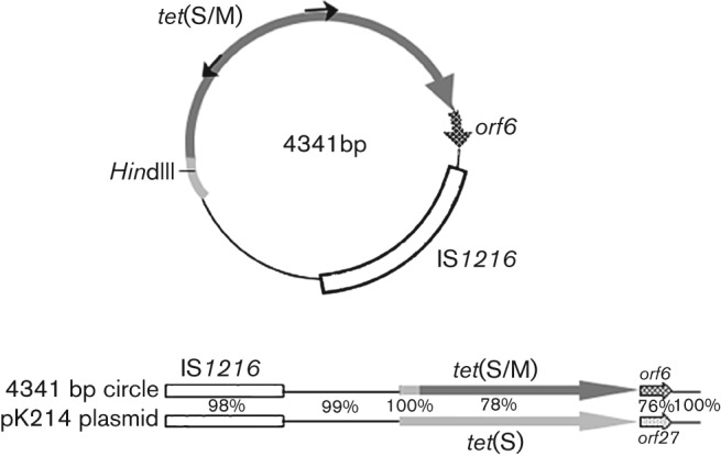 Fig. 5. 