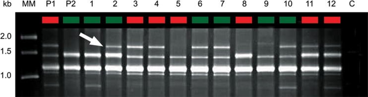 Fig 3