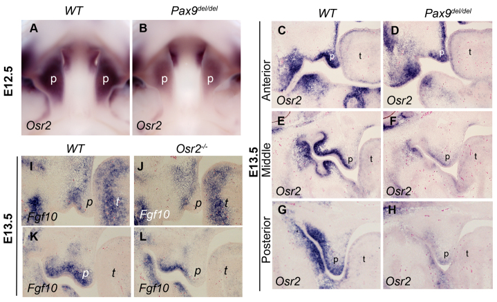 Fig. 9.