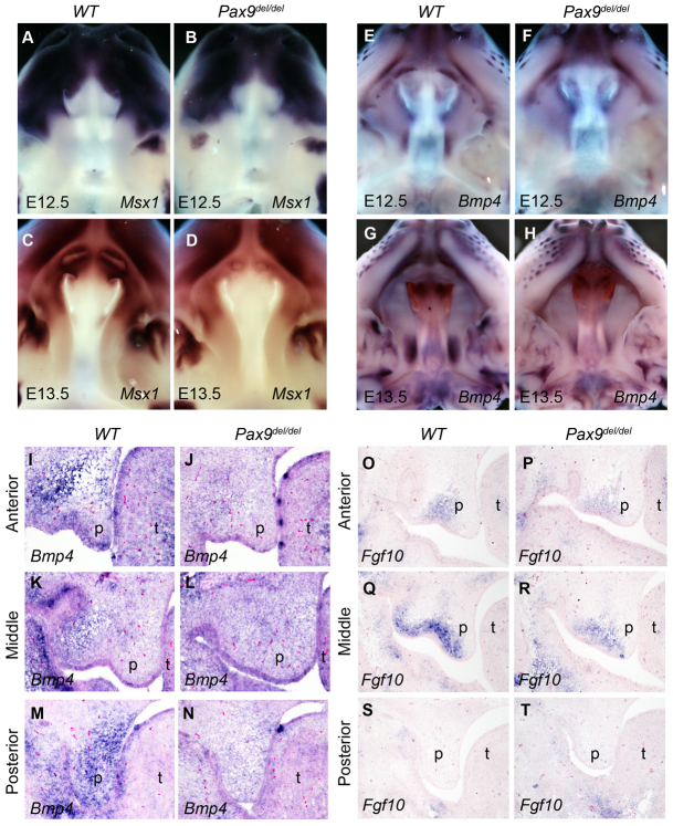 Fig. 8.