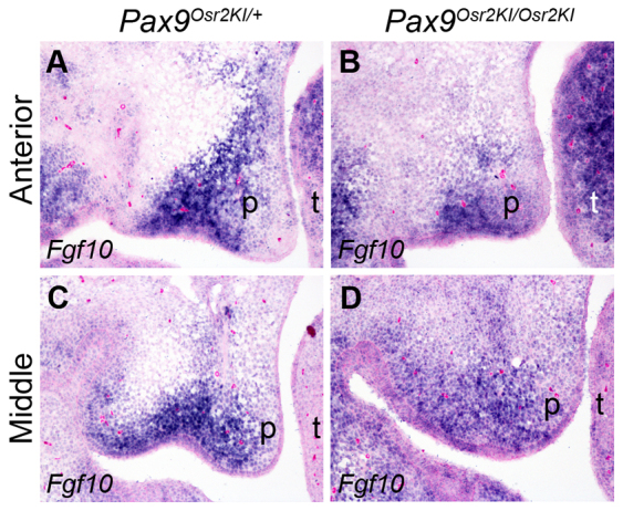 Fig. 13.